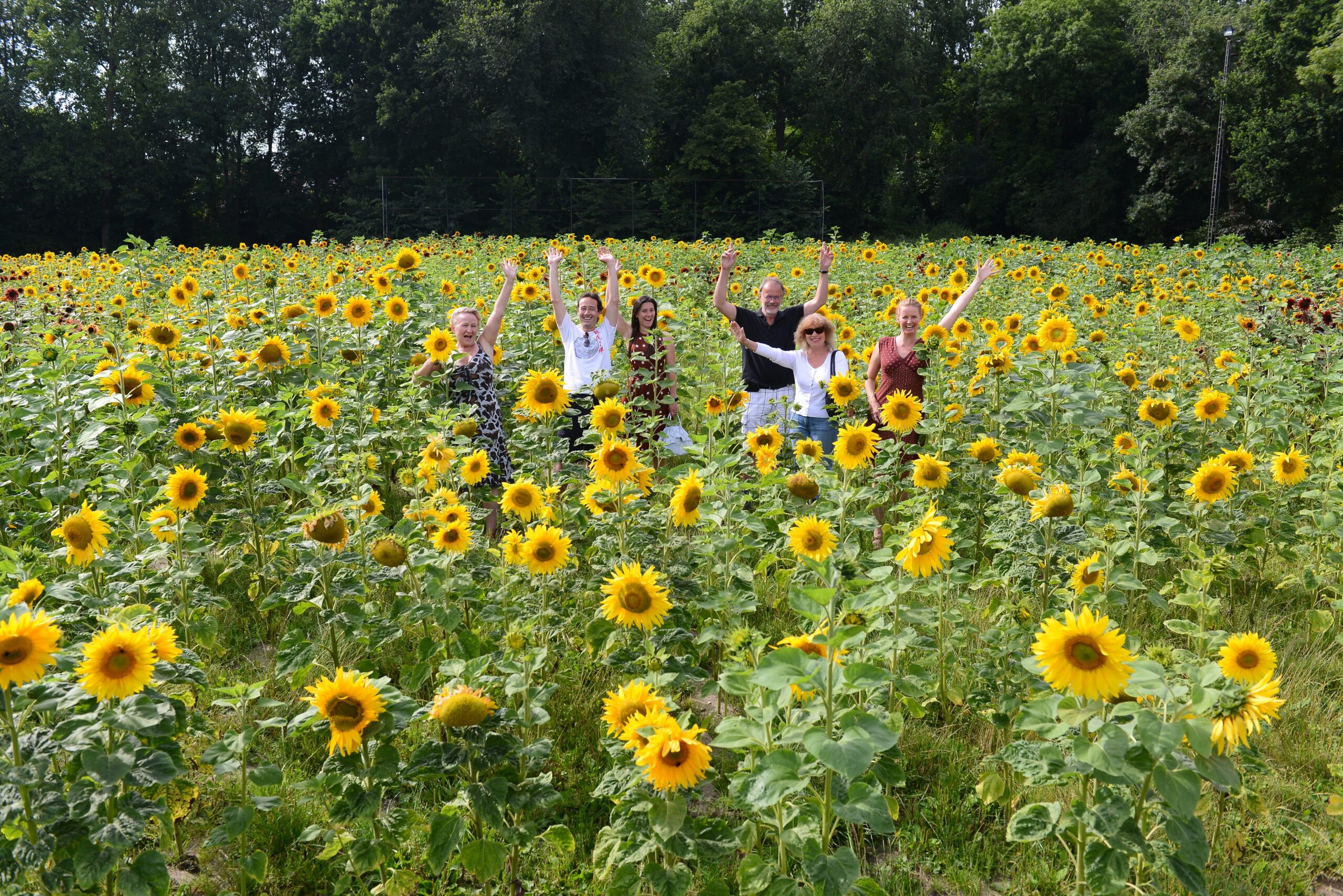 Zonnebloem doolhof Amsterdam Noord